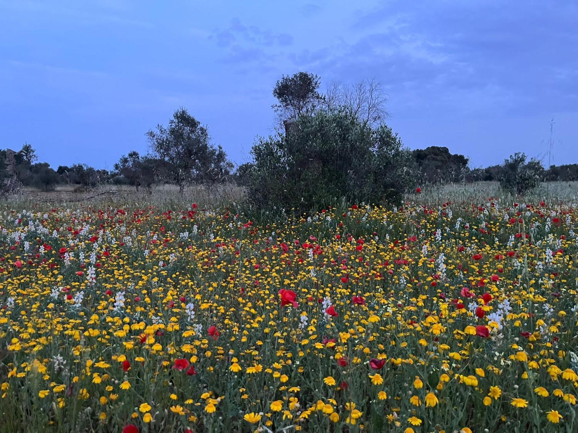 Agriturismo Villa Coluccia Martano Zewnętrze zdjęcie