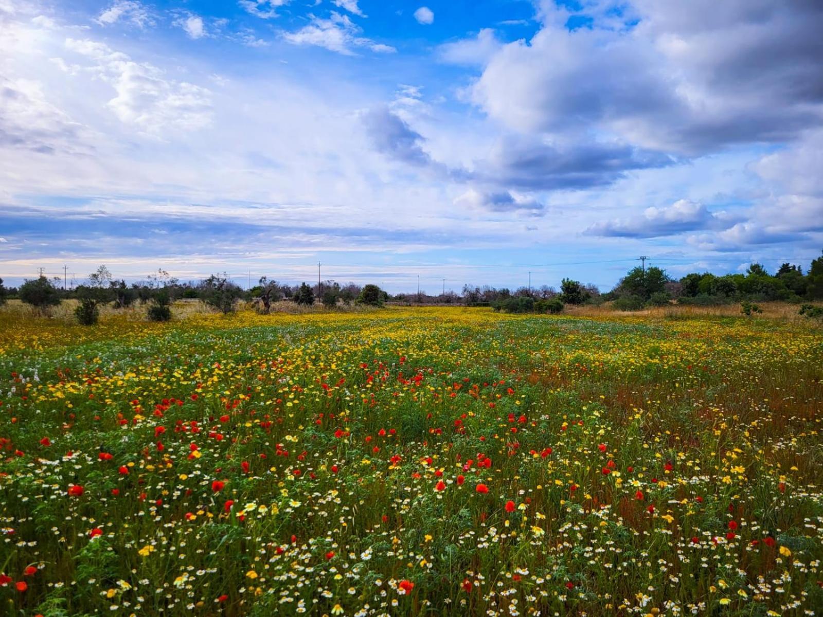 Agriturismo Villa Coluccia Martano Zewnętrze zdjęcie
